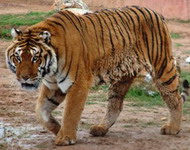 Athens Zoo-Tiger